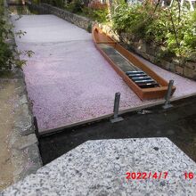 高瀬川の花筏