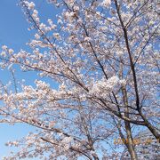 桜が見事な公園