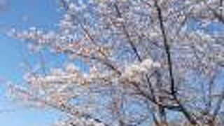 桜が見事な公園