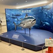 マグロのセリを見なければつまらない