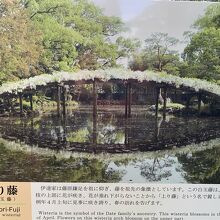 ４月上旬の藤（現地の解説）