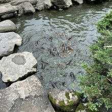 池の鯉は空腹です。受付で、餌の購入をお忘れなく。