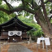 空に向かって大きく広がるクスノキに圧倒される