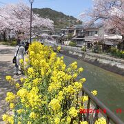 桜と菜の花