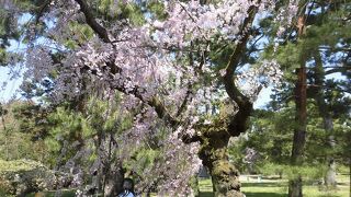 広い京都御苑の北西寄り