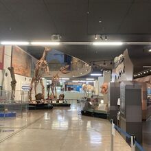 奥には生き物コーナー