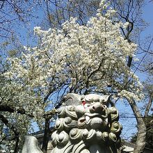 参道の左手、狛犬の近くに見事な枝振りの桜が並んでお花見気分