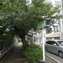 巣鴨桜並木通り