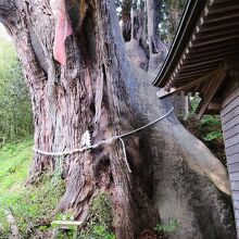 樹木医による治療痕が痛々しい巨木で、間近からは全体像が撮れず