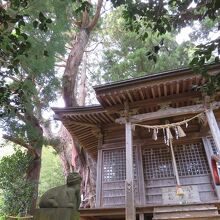 八幡神社境内にある三陸大王杉。神社右手から回り込むと…、
