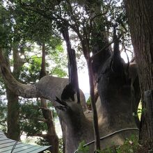 奇怪な形に枝分かれした三陸大王杉