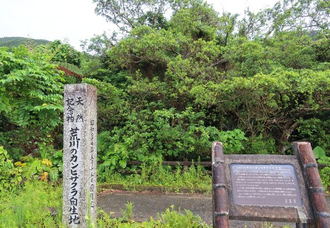 沖縄にも桜がある