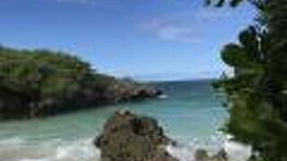 サンゴがいっぱい