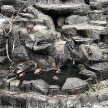 温水に浸かる猿