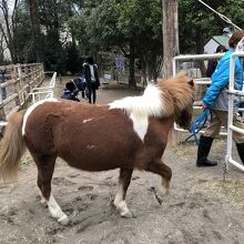 ポニーの散歩