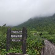 湿原の木道の左右には高山植物