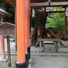 根上がりの松(値あがりの待つ)。株式のパワースポットです。