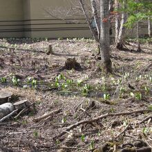 建物裏の水芭蕉群生地
