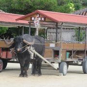 水牛車