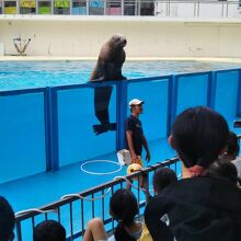 定番のアシカショー