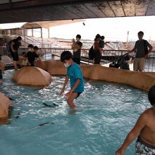 お魚が泳いでいるプールで楽しめます