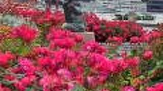 バラの花に囲まれて