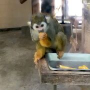 無料で入れる動物園