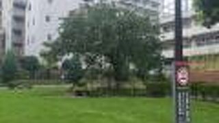 arts chiyoda前の公園