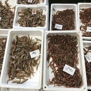 夏の時期は、魚の入荷時間も早い