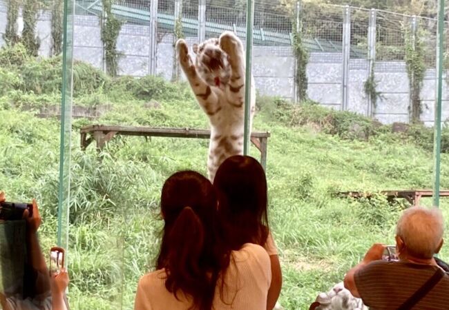 間近でホワイトタイガーを見ながら食事ができます。