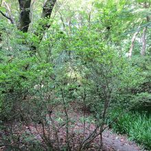 浴恩館の公園内のツツジ