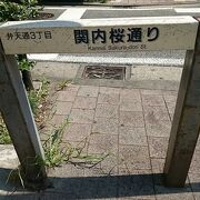 官庁街にある桜並木の通り