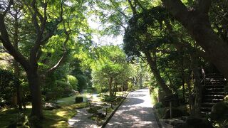 孟宗竹の竹林「竹の寺」