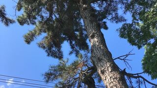 五日市街道沿い