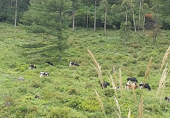 湯の丸高原