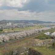 桜の時期は最高☆