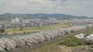 桜の時期は最高☆