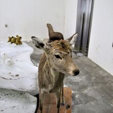 蝦夷鹿の剥製　奥が流氷館出入り口です。