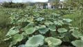 ハスは既に終わっていました