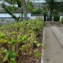 あじさいの名所らしく参道にはあじさいが