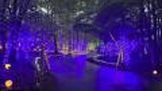 ライトアップが綺麗でした