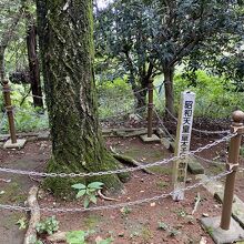 昭和天皇が皇太子時代に植樹された木