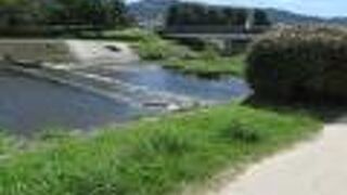 夏の賀茂川は生き生きと