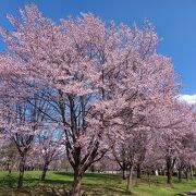 桜咲いてます