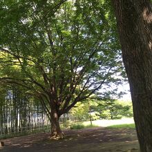 イチョウの樹々