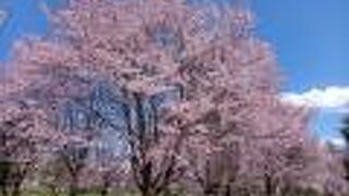桜咲いてます