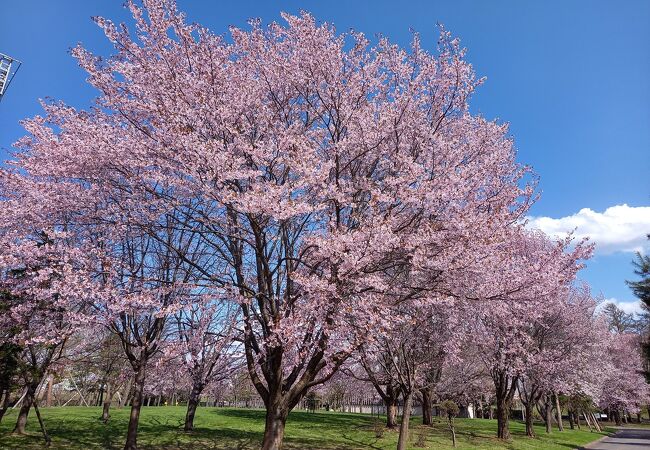 桜咲いてます