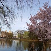 桜咲いてます