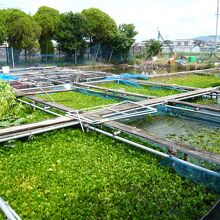 水草や浮き草の養殖槽