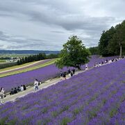 ラレベンダーの香りを楽しめる